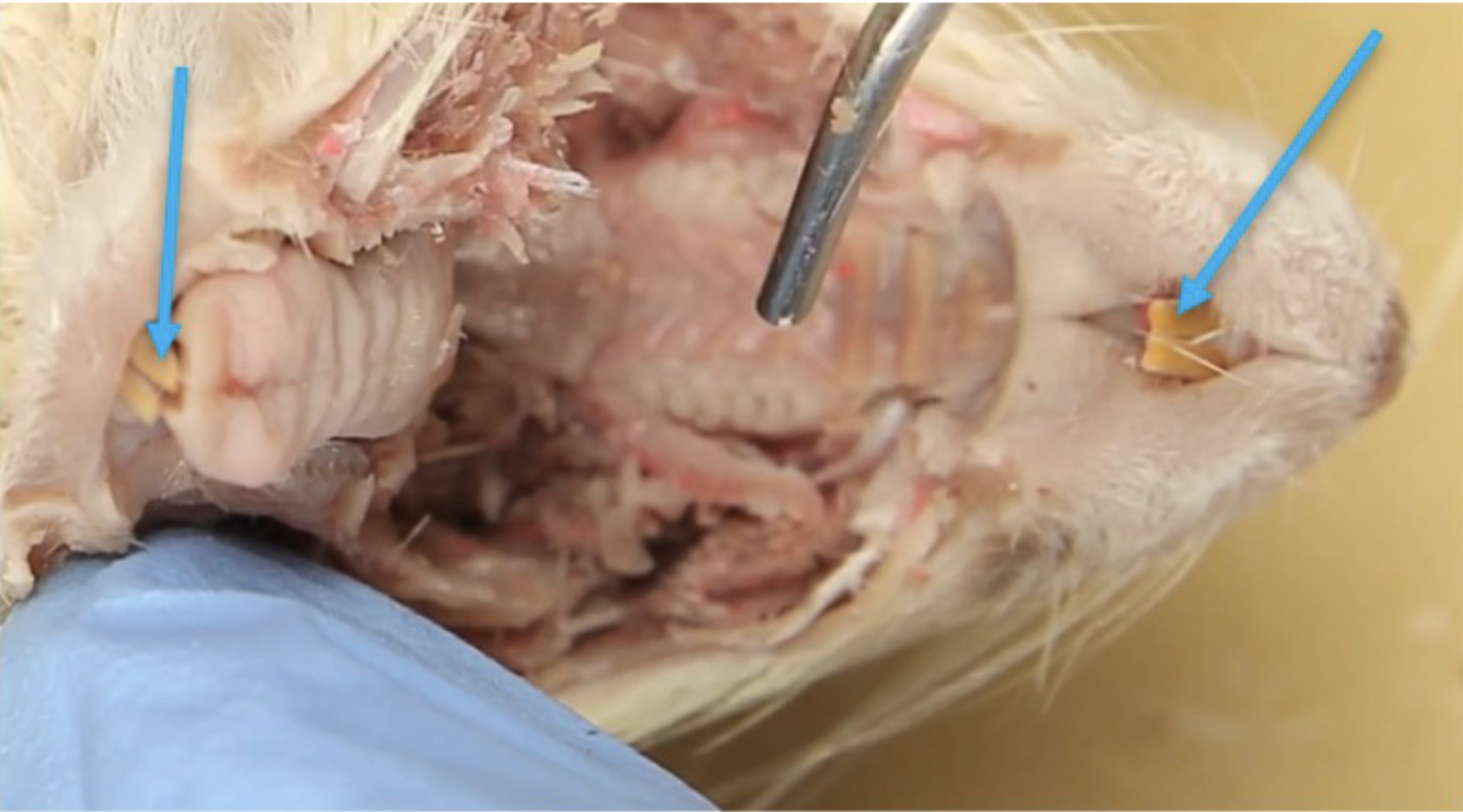 <p>What is this?</p>