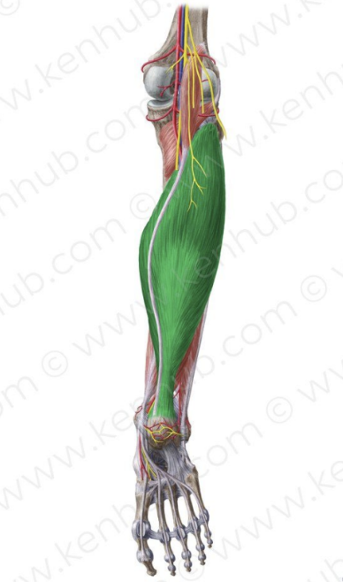 <p>MUSCLE:</p><p>ORIGIN:</p><p>INSERTION:</p><p>NERVE:</p><p>ACTION:</p>