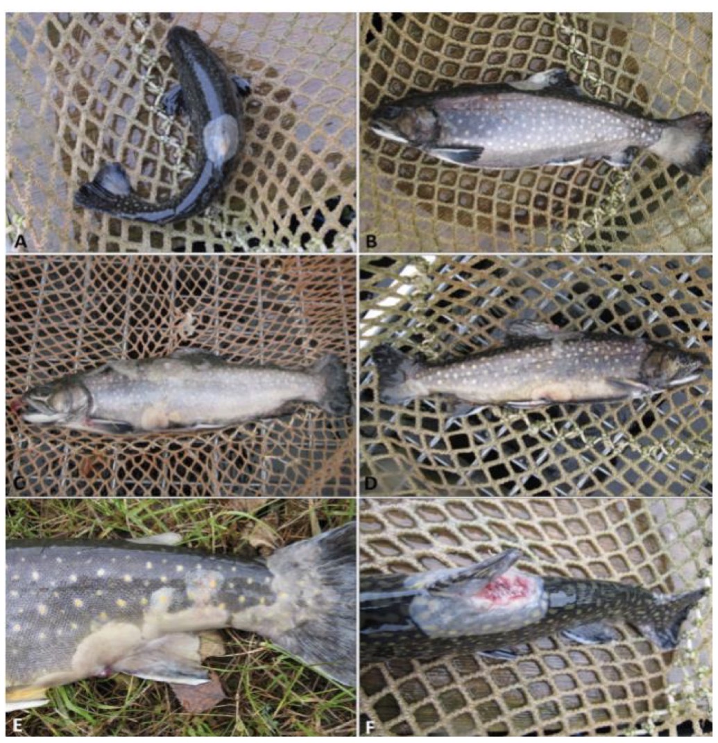 <p><strong>Causative agent:</strong></p><ul><li><p><em><mark data-color="red" style="background-color: red; color: inherit;">Flavobacterium psychrophilum</mark></em><mark data-color="red" style="background-color: red; color: inherit;"> </mark>(Gram-negative, psychrophilic)</p></li><li><p>usually pathogenic at below 10degrees, in spring</p></li></ul><p><strong>Hosts:</strong></p><ul><li><p><strong>Freshwater salmonids</strong>, especially <strong>fry and juveniles</strong></p></li><li><p>Serious problem in salmonid <strong>hatcheries</strong></p></li><li><p>Can recur after <strong>stress</strong> and in <strong>co-infections</strong> (often viral)</p></li></ul><p></p><p><strong>Transmission</strong></p><ul><li><p><strong>Horizontal</strong> via water</p></li><li><p>Entry through <strong>skin, gills, mouth</strong></p></li><li><p><strong>Vertical transmission suspected</strong> (eggs), but not fully proven</p></li></ul><p></p><p><strong>Clinical signs</strong></p><ul><li><p>Distended abdomen</p></li><li><p><strong>Exophthalmos</strong></p></li><li><p><strong>Severe anemia</strong></p></li><li><p>Spinal deformities</p></li><li><p>extracellular products are the major cause of clinical signs!</p></li></ul><p></p><p><strong>Pathological changes</strong></p><ul><li><p><strong>Epithelial erosion</strong>, necrotic skin lesions</p></li><li><p>Often become <strong>systemic septicemia</strong></p></li><li><p><strong>Acute/subacute</strong> disease in fry</p></li><li><p><strong>Chronic</strong> disease in older fish</p></li></ul><p></p><p><strong>Prevention & Therapy</strong></p><ul><li><p><strong>Stress reduction</strong> (key!):</p><ul><li><p>Proper stocking density</p></li><li><p>Good water quality</p></li><li><p>Gentle handling</p></li></ul></li><li><p><strong>Antibiotics</strong> (based on sensitivity testing)</p></li><li><p>Hatchery management:</p><ul><li><p>Egg disinfection</p></li><li><p>Biosecurity</p></li><li><p>Remove sick fish early</p></li></ul></li></ul><p></p><p><strong>Diagnosis</strong></p><ul><li><p>Clinical signs + history (cold water, fry)</p></li><li><p><strong>Bacterial cultivation</strong> (definitive)</p></li><li><p>Often supported by histopathology / PCR</p></li></ul><p></p><p><strong>One-sentence oral exam answer</strong></p><figure data-type="blockquoteFigure"><div><blockquote><p>“Bacterial cold-water disease is a hatchery-associated disease of young salmonids caused by <em>Flavobacterium psychrophilum</em>, transmitted horizontally, producing skin erosion, anemia, spinal deformities, and sometimes septicemia, controlled mainly by stress reduction and antibiotics.”</p></blockquote><figcaption></figcaption></div></figure><p></p>