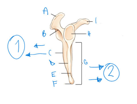 <p>label A-I accordingly. indicate in anatomical terms what numbers 1 and 2 are (front or back of the scapula?)</p>