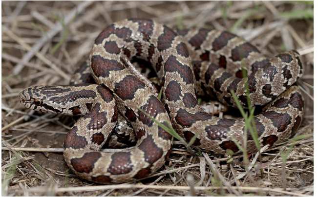 <p>prairie king snake </p><ul><li><p>olive/brown, belly cream/yellow with brown checkers</p></li><li><p>brown saddles with black outlines, 2 oblong blotches on neck</p></li><li><p>dark line from eye to angle of jaw</p></li><li><p>scales <u>weakly keeled,</u> anal plate <u>divided</u></p></li></ul><p></p>