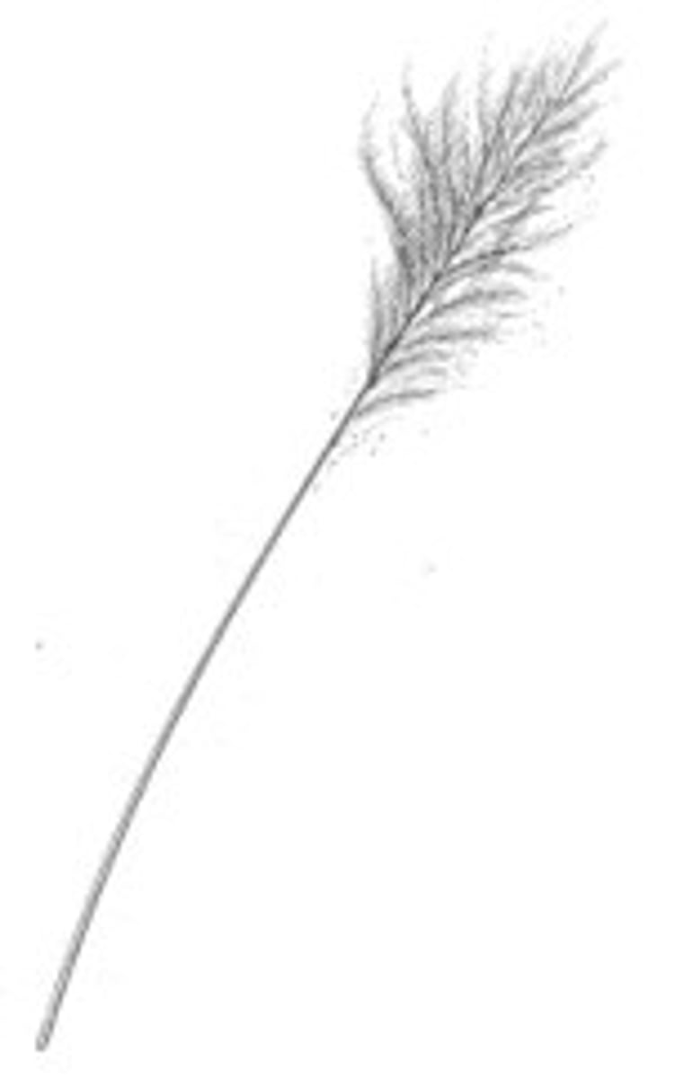<p>fine, hair-like feathers with a few short barbs or barbules at the tip. They are sensory structure that aid in operation of other feathers.</p>