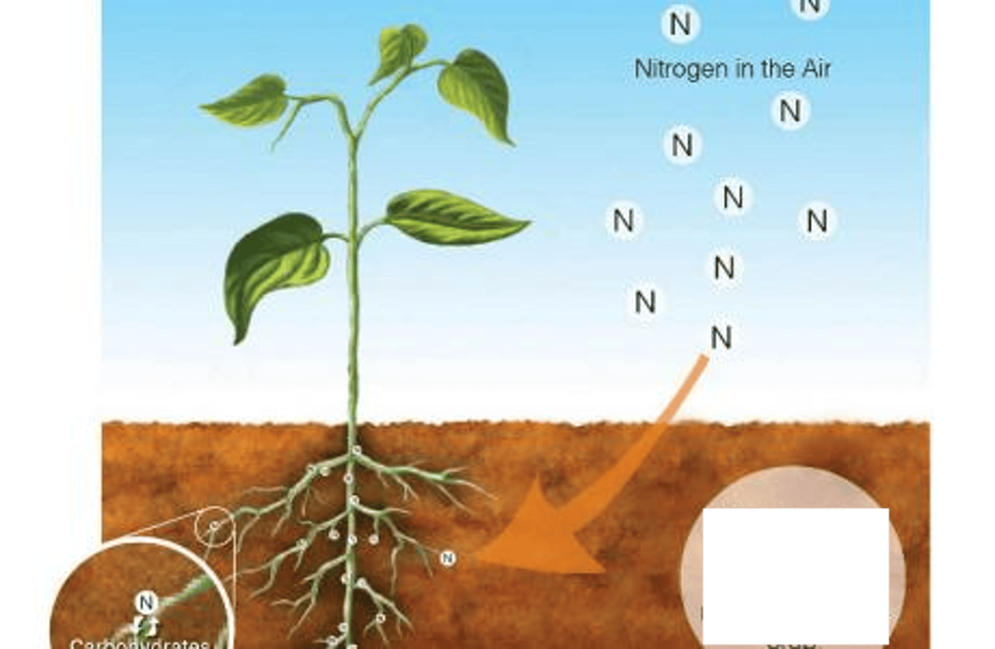 <p>the process that converts nitrogen gas in the atmosphere (N2) into forms of nitrogen that plants and algae can use</p>