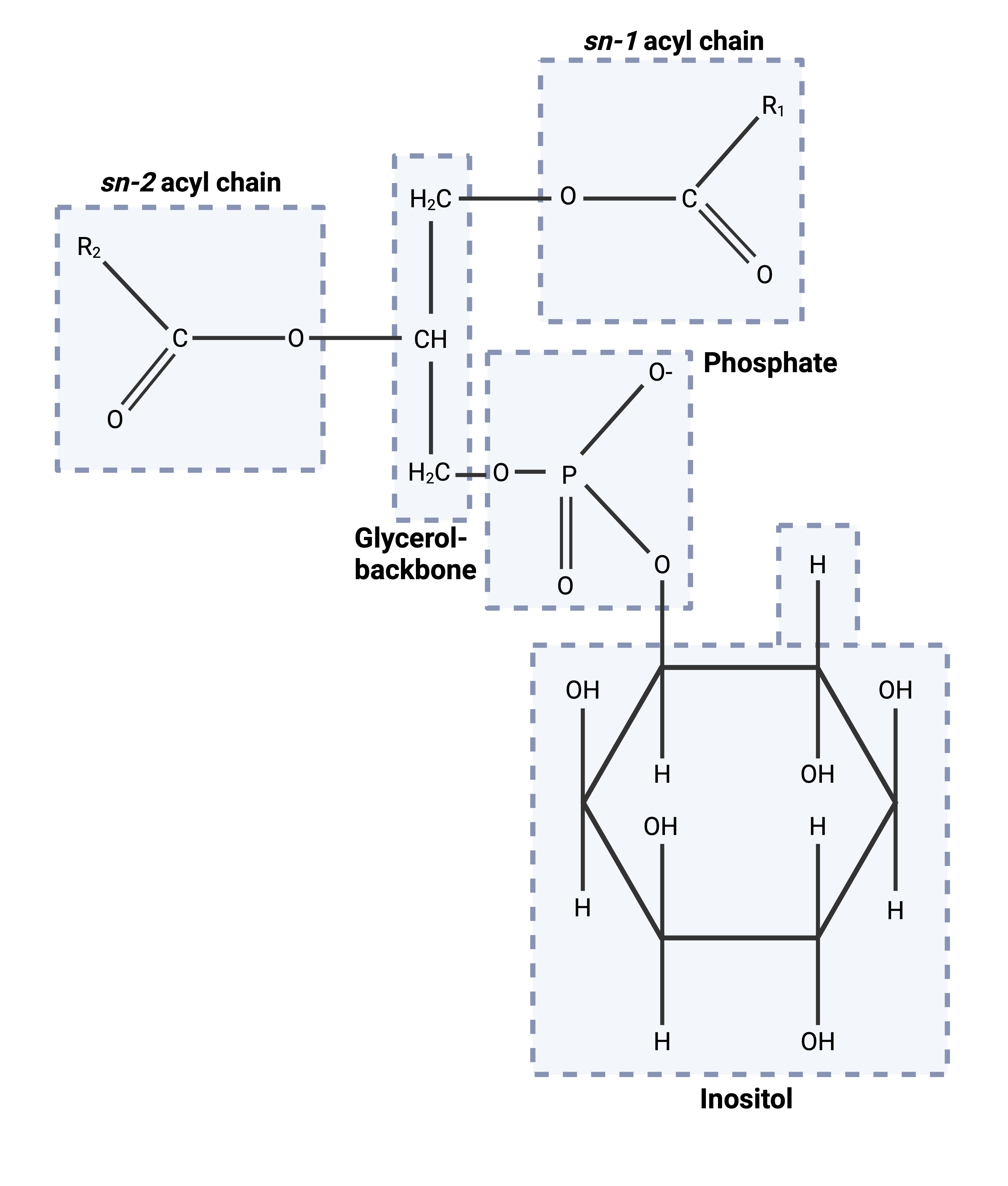 <p>Phospholipids which can be phosphorylated and snipped in half releasing 2 fragments which act as second messengers.</p>