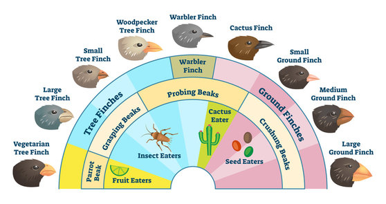 <p>Adaptive Radiation </p>