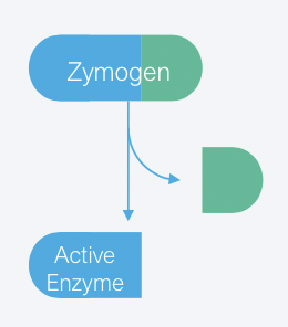 <ul><li><p>Inactive enzyme</p></li><li><p>Cleavage, <span>usually by another protease, results in change in conformation and exposure of the catalytic active site</span></p></li><li><p><span>This is a mechanism of intrinsic regulation</span></p></li><li><p><span>Proenzymes in the complement pathway are serine proteases</span></p></li></ul>