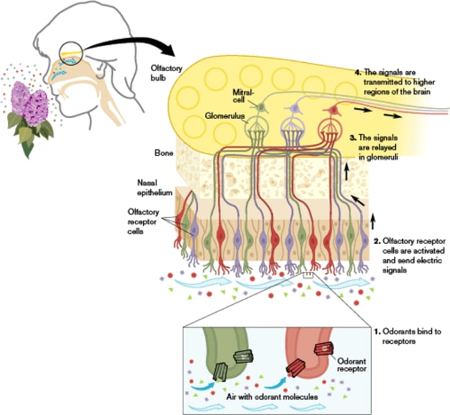 <p>sense of smell</p>