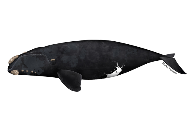 What’s the scientific name of the north pacific right whale?