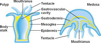 <p>another type of basic body plan for Cnidarians</p>