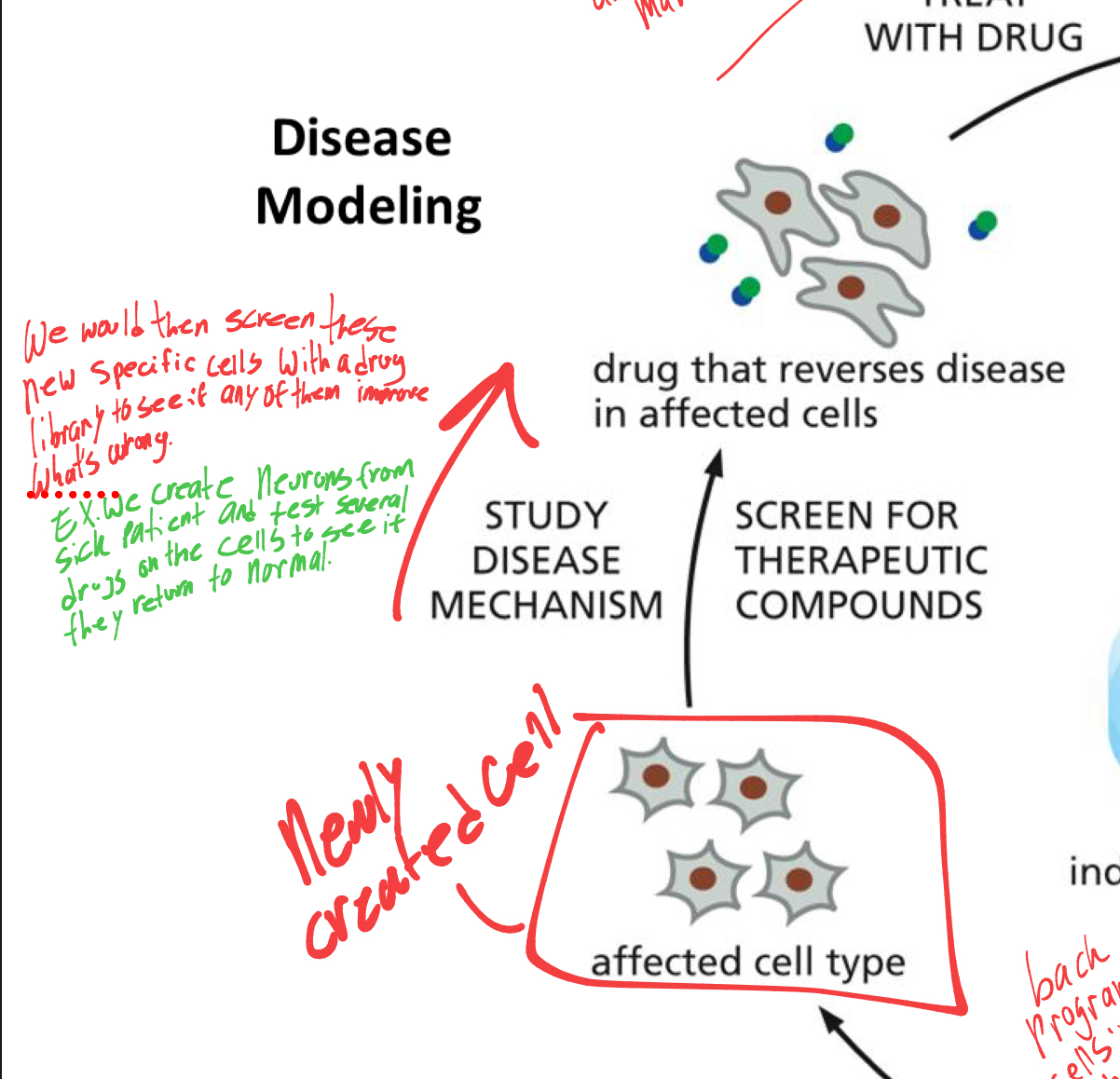 <p>they would screen the new specific cells with a drug library specific to the disease being studied in the patient. </p><ul><li><p>to see if any of the drugs would improve what is wrong. </p></li></ul><p></p>