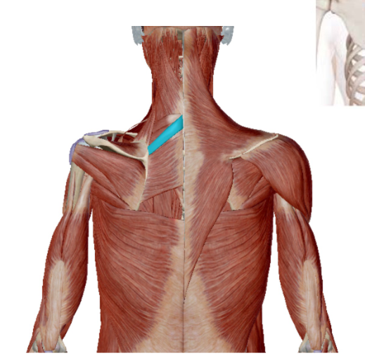<p>Musculus Rhomboideus Minor</p>