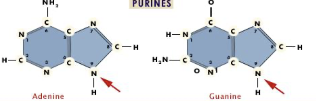 <p>are these purines or pyrimidines?</p>