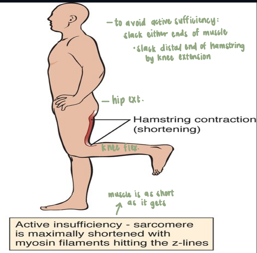 <ul><li><p>Muscle is contracted/shortened</p><ul><li><p>actin will slide into m-line and will not be able to move further due to shortened muscle </p></li></ul></li><li><p><strong>no further room for muscle to shorten</strong>; lacking further actin motion because the muscle is as short as it gets</p></li></ul><p></p><ul><li><p>slack one of the joints in order to get optimal length (extend knee) </p></li><li><p>In order to see true hip extension, slack distal end of hamstring via knee extension </p></li></ul><p></p>