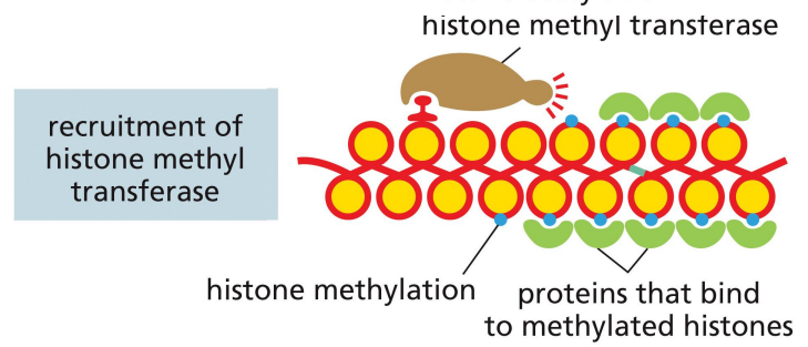 <p>a mechanism of transcriptional repression where the repressor recruits histone methyl transferase to interfere with histone code for transcriptional activation</p><p>proteins can bind to these methylated histones that further compact chromatin</p>