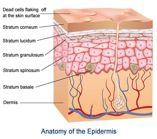 <ul><li><p><strong>Epidermis:</strong></p><ul><li><p>Outermost layer (composed primarily of keratinized stratified squamous epithelium); this layer is avascular and relies on diffusion from the dermis for nutrients</p></li><li><p><strong>Stratum Corneum (horny layer):</strong></p><ul><li><p>Outermost layer (top layer of skin); made of many layers of dead, flattened skin cells that are filled with keratin; form a tough, protective layer that shields the body from physical damage, pathogens, and water loss; over time the dead skin cells are shed and replaced by newer cells from below.</p></li></ul></li><li><p><strong>Stratum Lucidum (clear layer):</strong></p><ul><li><p>Only found on thick (hairless skin) — like palms and soles of your feet; composed of thin, translucent, layers of dead cells (keratinocytes) and packed with eleidin (protects the skin from friction and stress); protects skin from friction and damage (extra protection for areas that experience a lot of wear and tear).</p></li></ul></li><li><p><strong>Stratum granulosum (granular layer):</strong></p><ul><li><p>Found below the <em>stratum lucidum </em>and above the <em>stratum spinosum</em>; makes the furthest limit that cells can receive nutrients; the cells in this layer begin to undergo keratinization (where the cells start to flatten out and fill up with keratin — making the cells tougher and helps protect the skin); how <em>keratohyalin granules </em>play a part (these granules contain protein that help the keratin fibres clump together and form a stronger structure); and then the <em>lamellar granules </em>inside the cells release lipid (fat) content into the space between the cells (which form a waterproof protective barrier — keeps moisture in and prevents harmful substances out); and then finally, as the cells continue to move upwards, they lose their nuclei and other organelles (the process of keratinization continues until they reach the <em>stratum corneum)</em></p></li></ul></li><li><p><strong>Stratum Spinosum (spiky/spiny layer):</strong></p><ul><li><p>This layer is below the <em>stratum granulosum and above stratum basale; </em>the cells in this layer are starting to flatten out and begin to form connections with each other called desmosomes (which gives this layer a spiky layer); this layer has langerhans cells (help fight infections).</p></li></ul></li><li><p><strong>Stratum Basale (Basal Layer) or stratum germinativum:</strong></p><ul><li><p>The deepest layer of the epidermis; made up of columnar or cuboidal epithelial cells, 10-25% of melanocytes, a single row of keratinocytes, and stem cells; rests on basement membrane; separates dermis from the epidermis;</p><ul><li><p>Here the single row of keratinocytes are mitotically active (constantly dividing to produce new cells, and these cells begin to produce keratin); the melanocytes produce melanin for skin pigmentation and UV protection.</p></li></ul></li></ul></li></ul></li></ul>