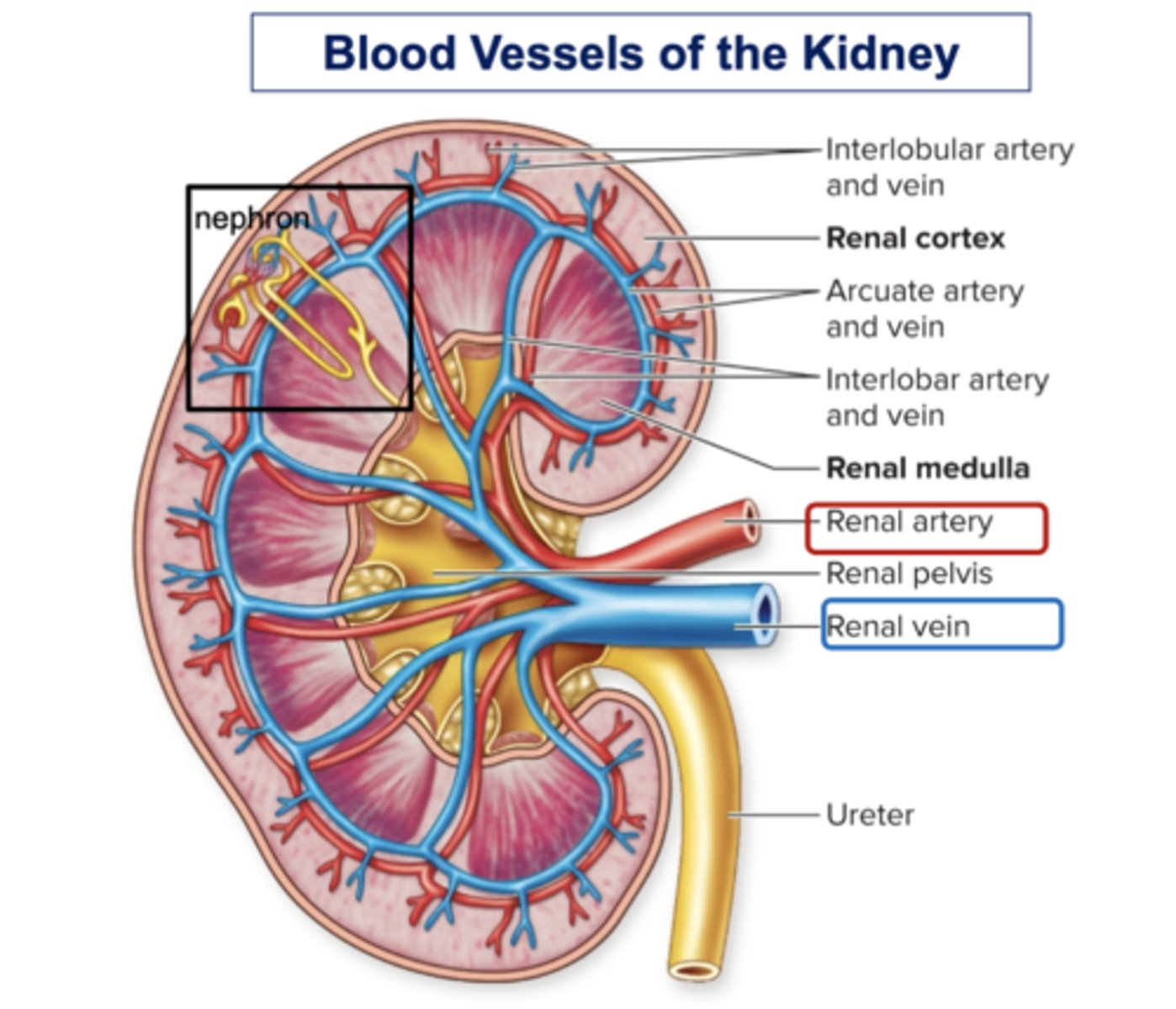 <p>☆ Teeth, tongue, salivary glands, liver, gallbladder, pancreas</p>