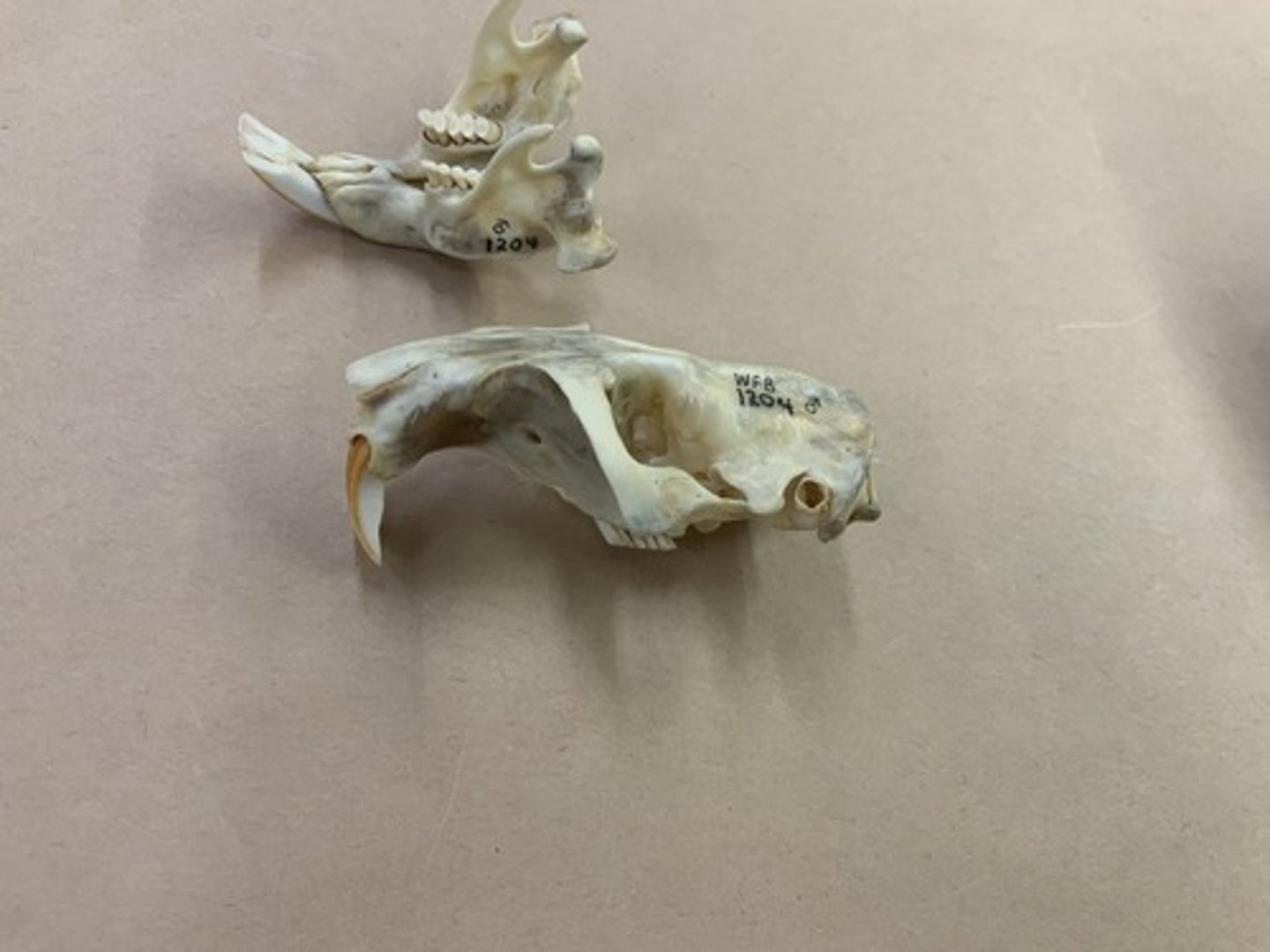 <p>Family, Suborder, Order, Infraclass, Subclass</p><p>-infraorbital foramen side view (pseudomyomorphus)</p><p>-8-shaped first cheek tooth</p><p>-flat skull, robust zygomatic arch jutting out</p><p>-well developed temporal rideges</p><p>-2 large pits posterior to palate</p>