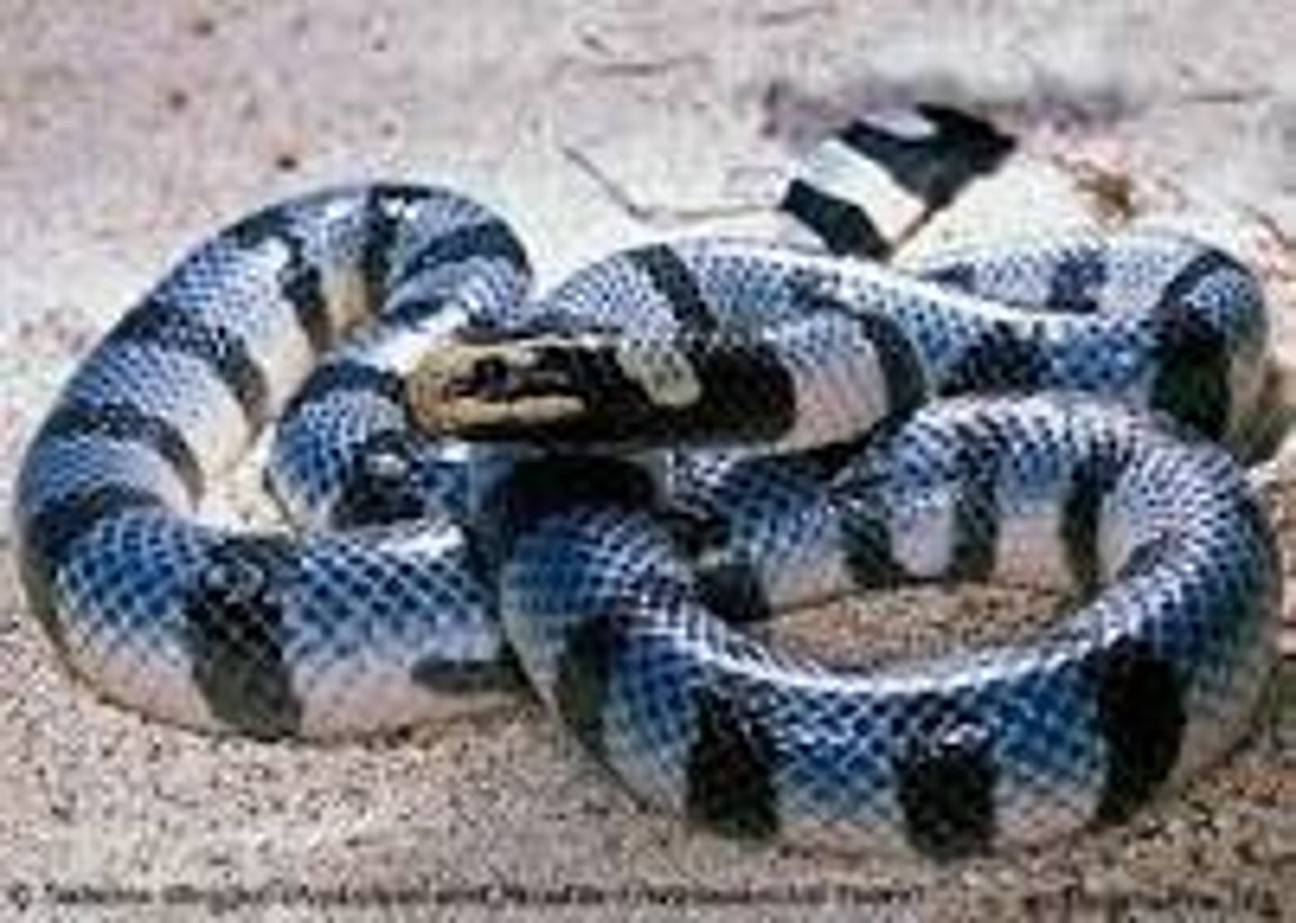 <p>(Laticauda colubrina)</p>