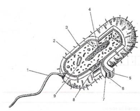 <p>Which organelle is&nbsp;shown at number 5?</p>