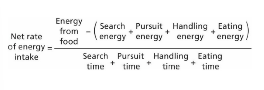 <p>details of when an animal will decide to leave a food patch, energy spent moving between patches, when is it more productive to move on? </p>