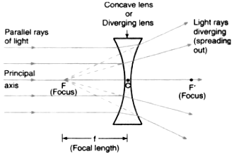 <p>has at least one concave surface, is thinner in the center, used to correct myopia</p>