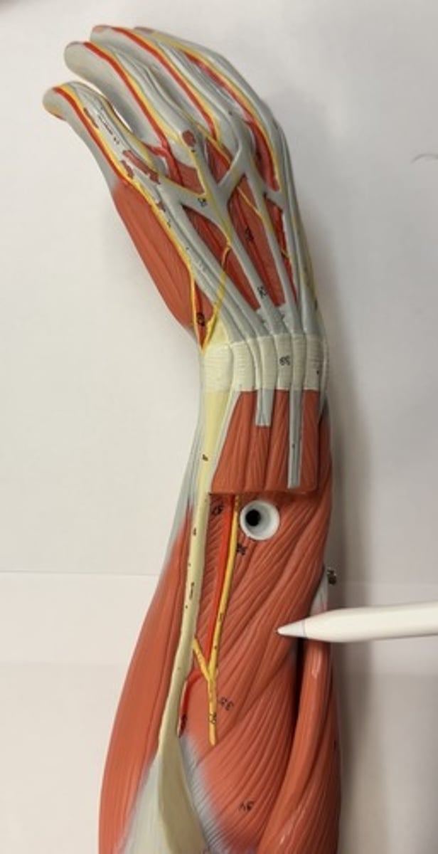 <p>What are the (2) attachments of the Abductor Pollicis Longus?</p>
