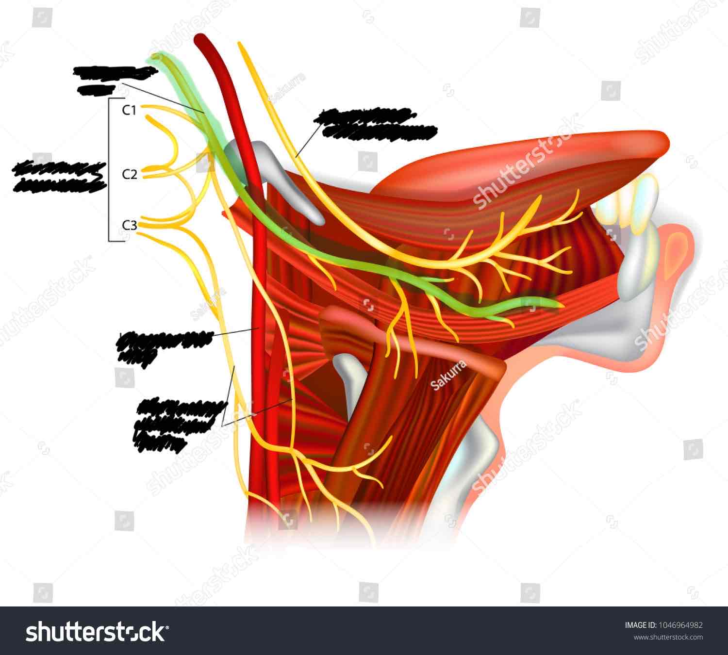<p><span>Name this structure</span></p>
