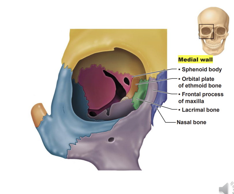 <p>frontal process of maxilla, the part of the maxilla joining the frontal lobe </p>