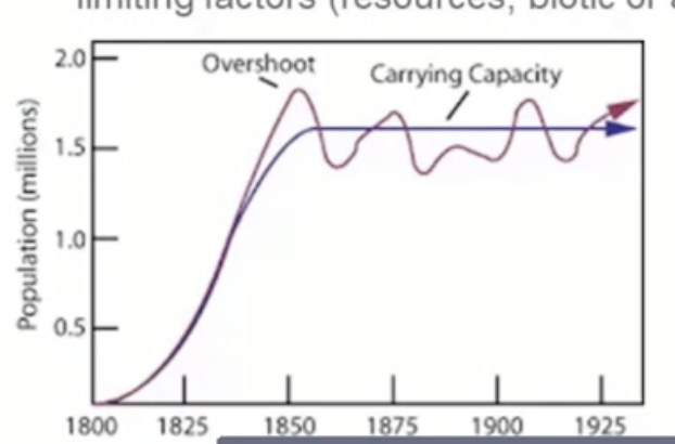 <ul><li><p>the maximum number of individuals an environment can support without environmental degradation</p></li><li><p>populations don’t level out exactly at carrying capacity they bounce around the line </p></li><li><p>carring capacity can change, due to a change in limiting factors</p></li></ul>