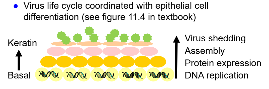 <ul><li><p>wound/abrasion needed to access <strong>basal layer</strong></p></li><li><p>replication in <strong>stratified squamous epithelial cells</strong></p><ul><li><p>skin (keratinocytes)</p></li><li><p>mucous membranes (stratified squamous epithelium)</p></li></ul></li><li><p>induces cell division (hyperplasia) → papilloma</p></li><li><p>virus life cycle coordinated with epithelial cell differentiation</p><ul><li><p>DNA replication in basal layer → virus shedding in keratinized layer</p></li></ul></li></ul><p></p>