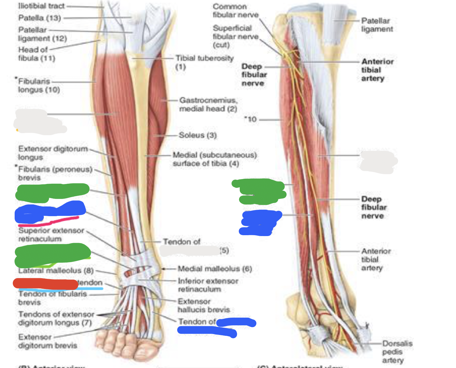 <p>muscles of anterior compartment: red; proximal attachment, innervation, main actions</p>