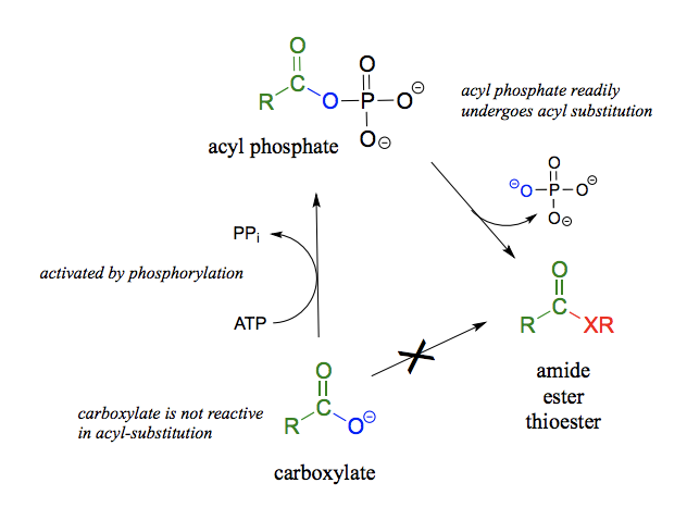 <p>What reaction is this? What is happening mechanistically? What is the energy balance like (endergonic/exergonic) ?</p>