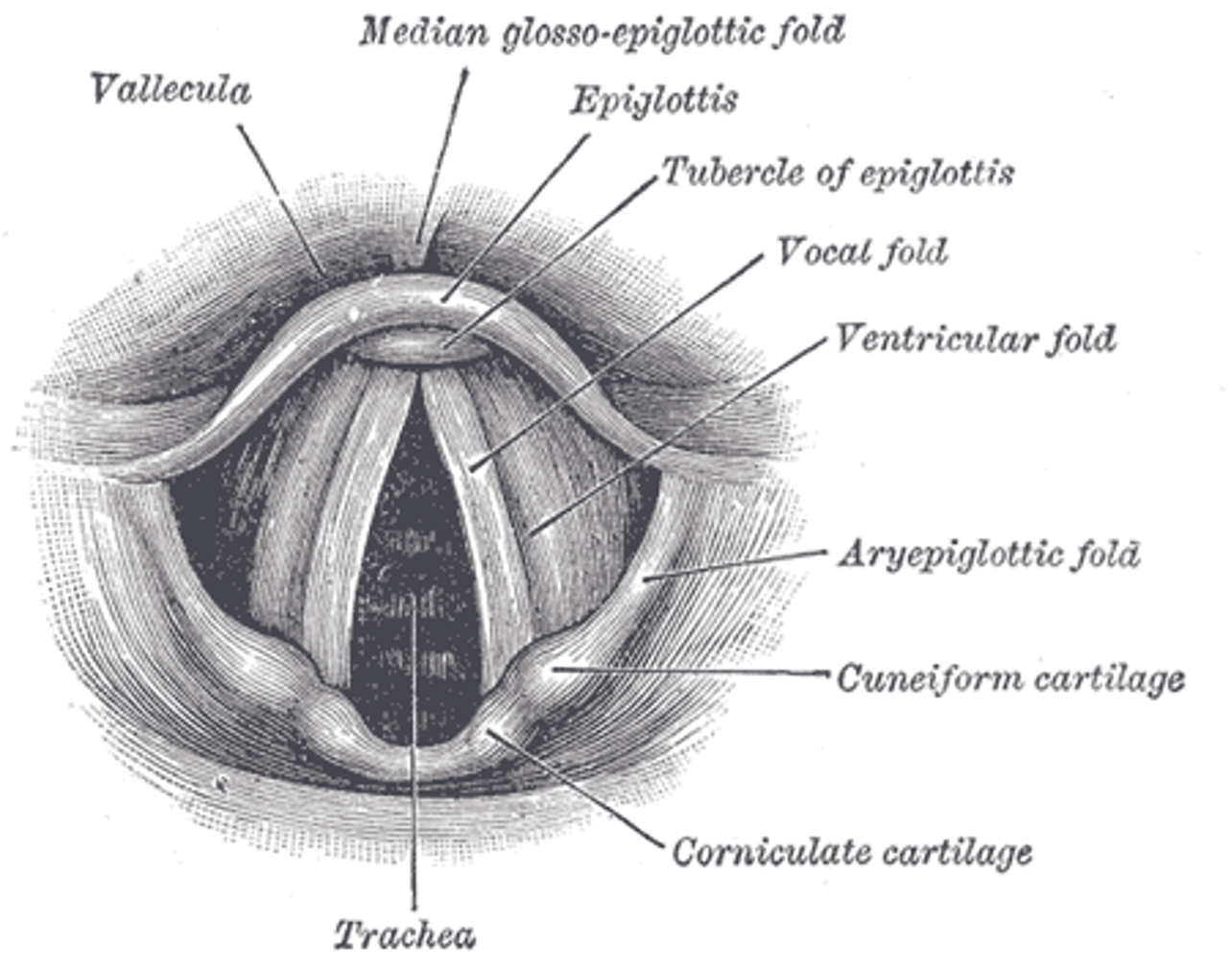 <p>Cuneiform cartilage </p>