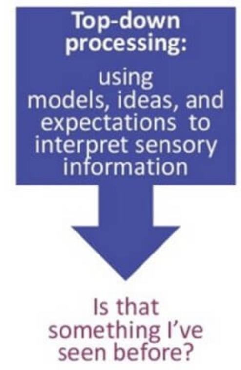 <p>Beliefs expectations impose structure on raw stimuli </p>