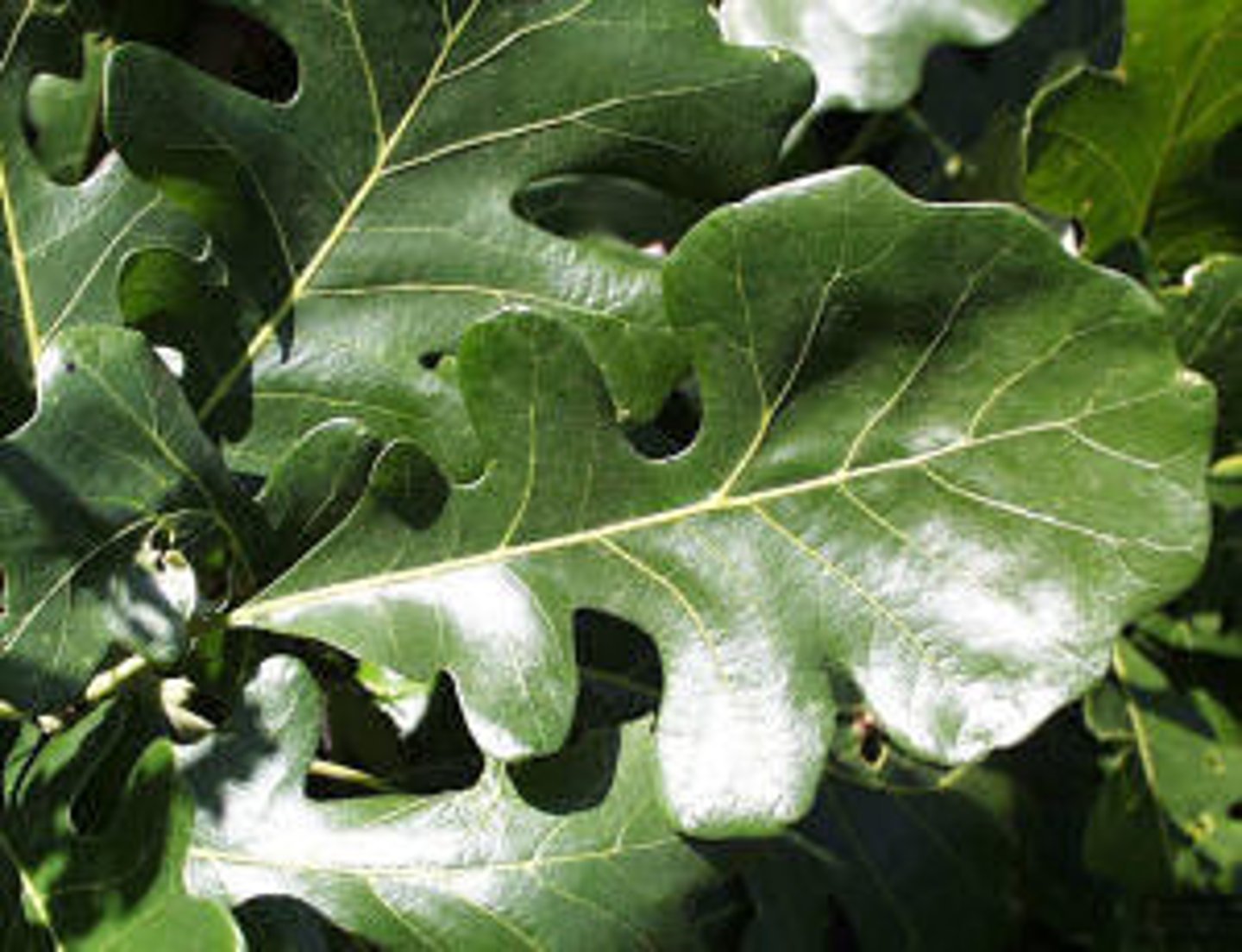 <p>Bur oak</p>