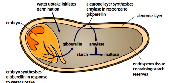 
 1. DELLA proteins inhibit germination ;
 2. seed absorbs water ;
 3. stimulates production of gibberellin ;
 4. by embryo ;
 5. gibberellin causes breakdown of DELLA proteins ;
 6. leads to transcription of mRNA coding for amylase ;
 7. in aleurone layer ;
 8. (amylase) hydrolyses starch to maltose ;
 9. ref. maltose converted to glucose ;
10. glucose respired by embryo during germination ;