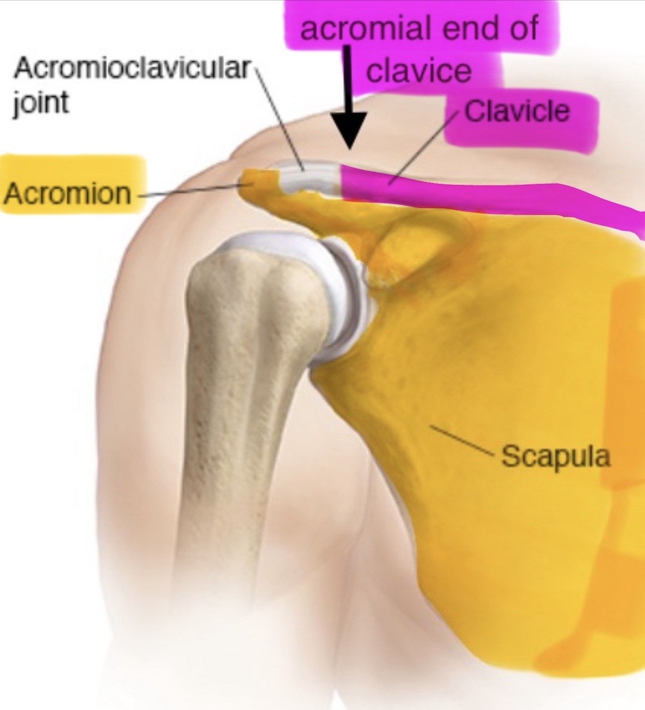 <p>the acromion of the scapula articulates with the acromial end of the clavicle, forming the acromioclavicular joint</p>