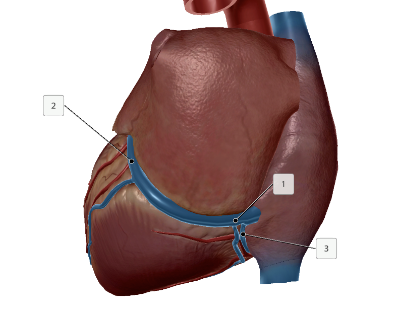 <p>Name these structures</p>
