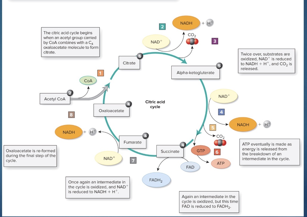 <p>*yield H; no C left</p><p>-This process involves a series of biochemical reactions that occur in the <strong>matrix </strong>of mitochondria and acts to harness chemical energy primarily in the form of H atoms (protons and electrons).</p><p>-Thus, the formation of acetyl CoA and the subsequent Krebs cycle produce:</p><p>•CO2; NADH+; H+; FADH2; GTP (guanosine triphosphate, the equivalent of ATP)</p><p>-The energy originally in glucose and then each pyruvate is primarily in the reduced coenzymes NADH + H+ and FADH2, because they have the H atoms (and go to the ETC)</p>