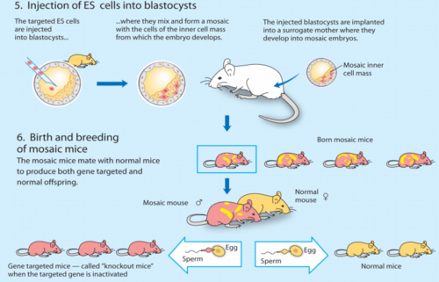 <p>Created desired version of gene:</p><p>-De novo synthesis using DNA-synthesis machine</p><p>-Purified copy of gene and make desired changes using recombinant DNA techniques</p><p>Introduce gene into stem cells in vitro:</p><p>-Electroporation</p><p>-Recombination with target gene must occur</p><p>-Induce selective markers for screen successful recombination</p><p>Turn the stem cells into babies:</p><p>-Stem cells injected into blastocysts</p><p>-Blastocyst implanted into surrogate mother -&gt; develop into mosaic embryos (chimeras)</p><p>-Mosaic (chimera) mice born</p><p>-Must mate mosaic mice with normal mice and screen for mice expressing only modified gene</p>