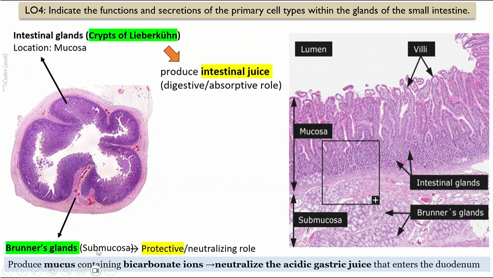 <p>intestinal glands </p><p>submocosa that serve as a protective role</p><p></p><p>produce mucus that have bicarbonate ions, neutralize the acidic gastric juice that enters the duodenum </p>