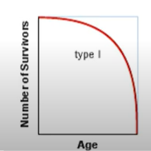 Nearly 100% survivorship at young age
-Humans
-still high survivorship at end of life
--> parental investment in life
--> Few young birthed,