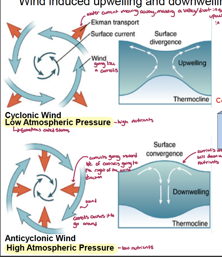 <p>upwelling: caused by cyclotomic wind and low atmospheric pressure. water current moves way from the wind, making a valley/divot in the surface, upwelling fills that in and is an area of high nutrients</p><ul><li><p>associated with surface divergence which makes a divot</p></li><li><p>when winds blow straight away from the coast it leads to upwelling</p></li><li><p>north winds (going south) blow parallel to the coast, coriolis makes the currents move to the right, causing a divot and leading to upwelling</p></li><li><p>offshore currents</p></li></ul><p>downwelling: caused by anticyclonic winds and high atmospheric pressure, currents go inward because of the coriolis effect going to the right of the wind direction. coriolis makes a hill, water will downhill, leading to low nutrient areas </p><ul><li><p>associated with surface convergence which makes a hill</p></li><li><p>when wind blow straight toward the coast it leads to downwelling</p></li><li><p>south winds (going north) blow parallel to the coast, coriolis makes currents move to the right, creating a hill, leading to downwelling</p></li><li><p>onshore currents</p></li></ul><p></p>