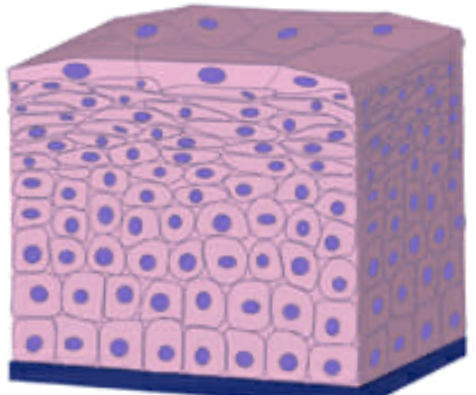 <p>name the tissue</p>