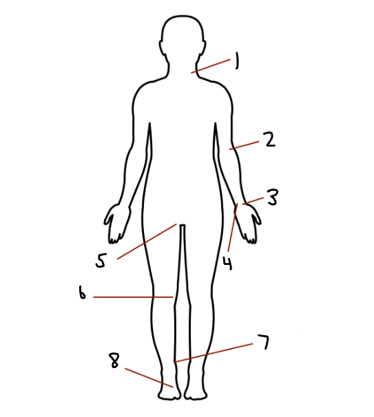 <p>Label the pulse points</p>