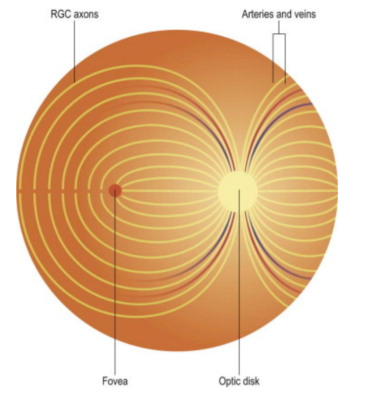 <p>Some axons <strong>do not course directly </strong>towards the disc. This pattern of fibers creates the arcuate bundles (superior, inferior, nasal radial, papillomacular).</p><p>This prevents axons from crossing the highly sensitive <strong>fovea </strong>to <strong>avoid scattering light</strong> and <strong>degrading visual acuity</strong> </p><p>The <strong>superior </strong>and <strong>inferior</strong> arcuate are separated by the <strong>horizontal raphe</strong>. This anatomical feature is vital in identifying optic nerve pathology</p>