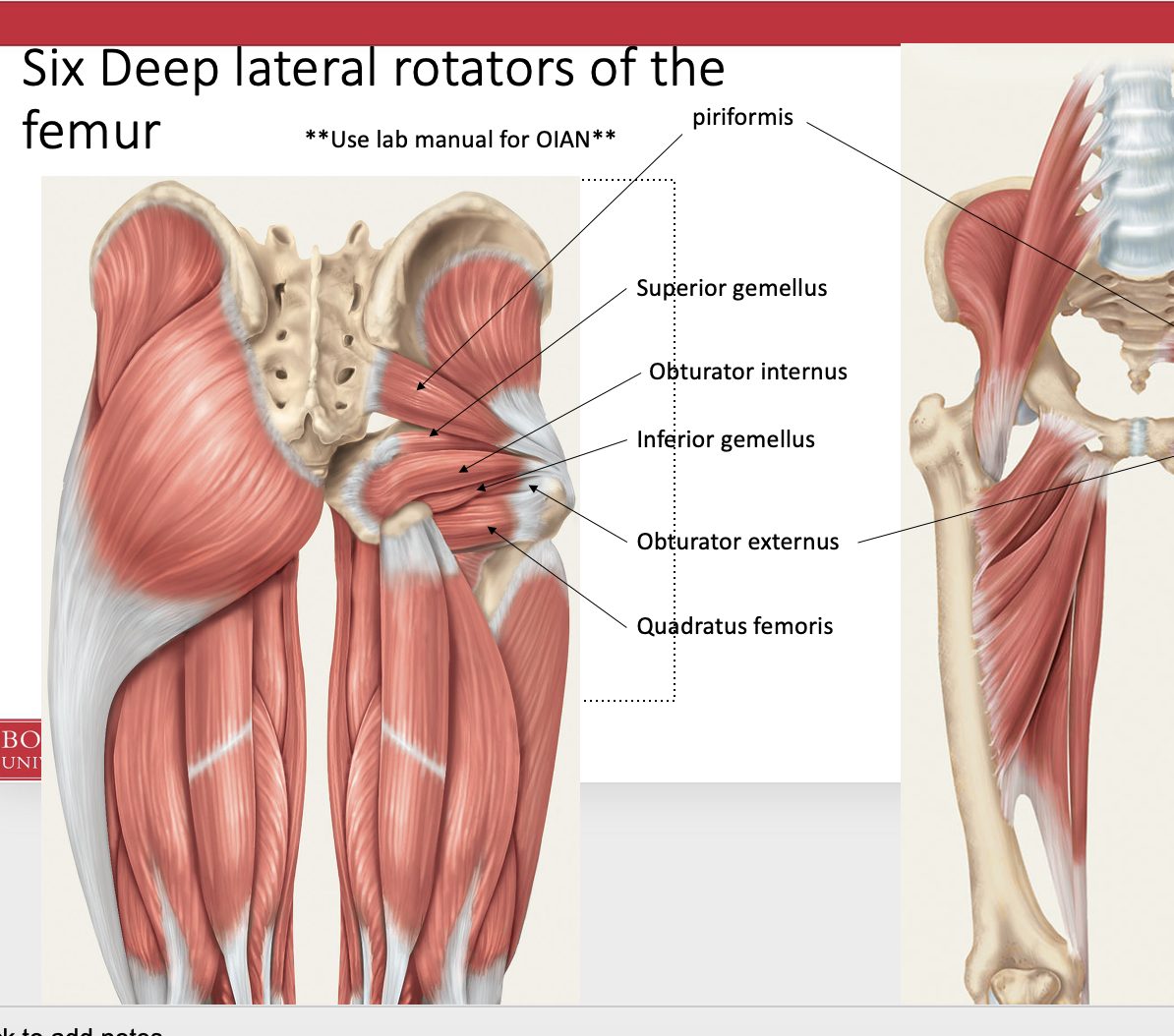 <ol><li><p><span style="background-color: transparent;"><span>Piriforms</span></span></p></li><li><p><span style="background-color: transparent;"><span>Superior gemellus</span></span></p></li><li><p><span style="background-color: transparent;"><span>Obutrator internus </span></span></p></li><li><p><span style="background-color: transparent;"><span>Inferior gemellus</span></span></p></li><li><p><span style="background-color: transparent;"><span>Obturarter externus </span></span></p></li><li><p><span style="background-color: transparent;"><span>Quaduratus femoris </span></span></p></li></ol><p></p>