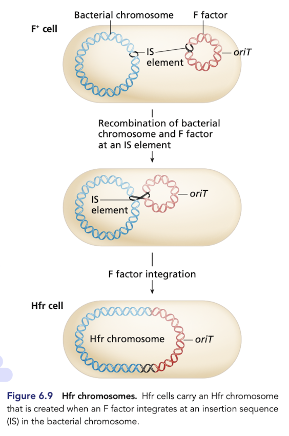 <p>Very rare, integration event takes place at IS elements that are shared by plasmids and bacterial chromosomes </p><ul><li><p>recombination of bacterial chromosome and F factor at an IS element produces the HFR chromosome </p></li></ul>