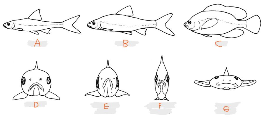 <p>Body form of D?</p>