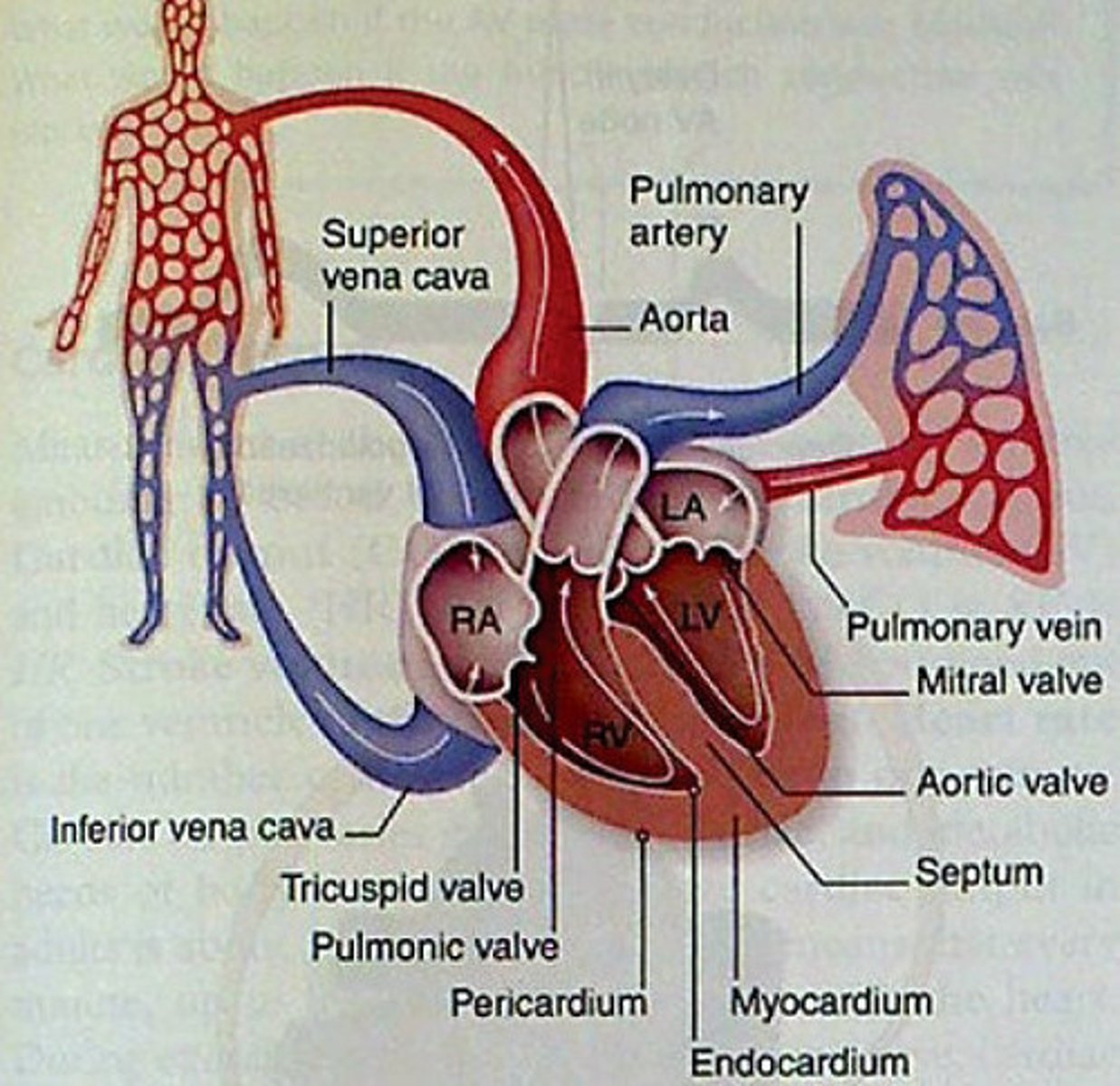 <p>right atrium, right ventricle, lungs, left atrium, left ventricle, aorta</p>
